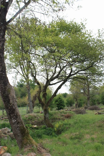 Bonnemain (35)